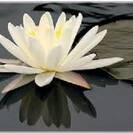 FiorellinodiLoto FiorellinodiLoto